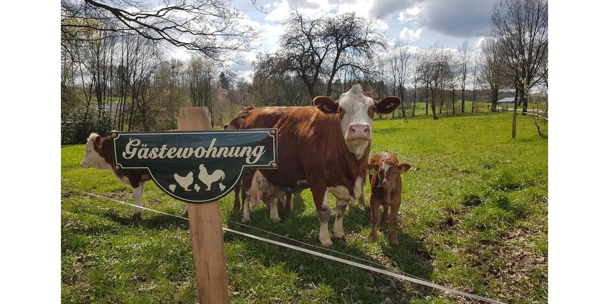 Wohnen auf Zeit Halver - 2 Zimmer, 36 m&sup2;, 45&euro; | Angebot:20268882