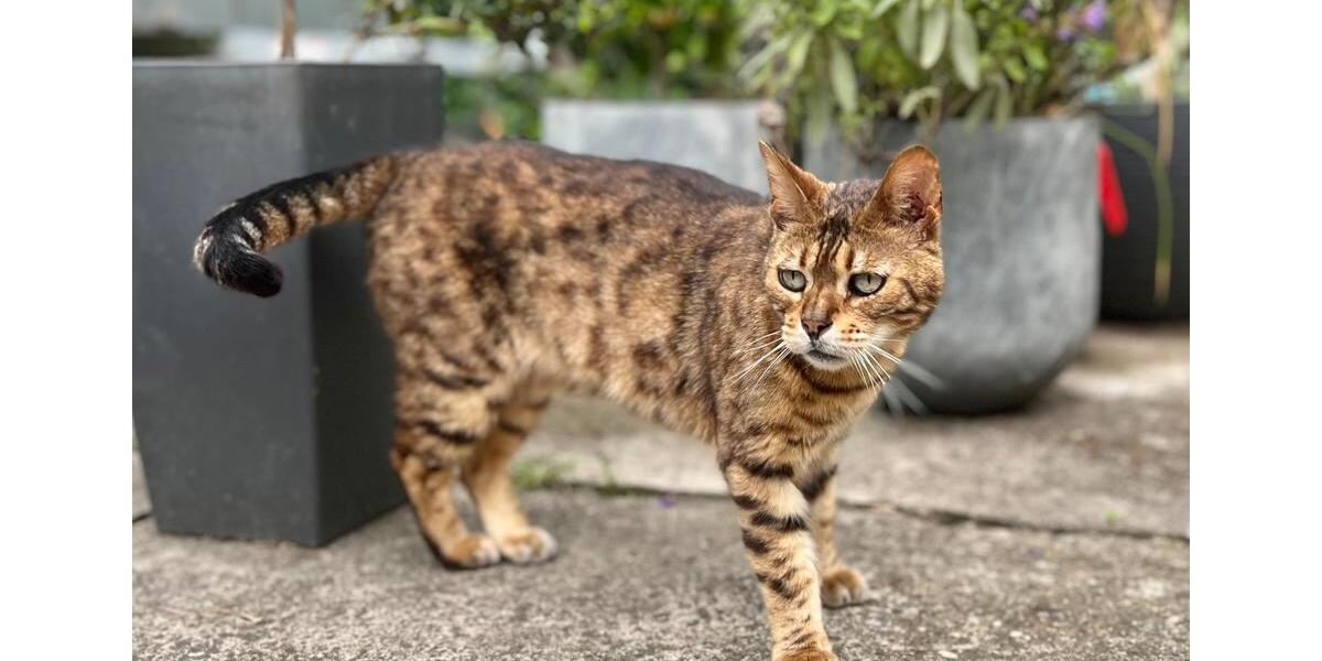 Wohnung (DHH) zur Zwischenmiete ab 0826 für 8 Monate 3 zimmer