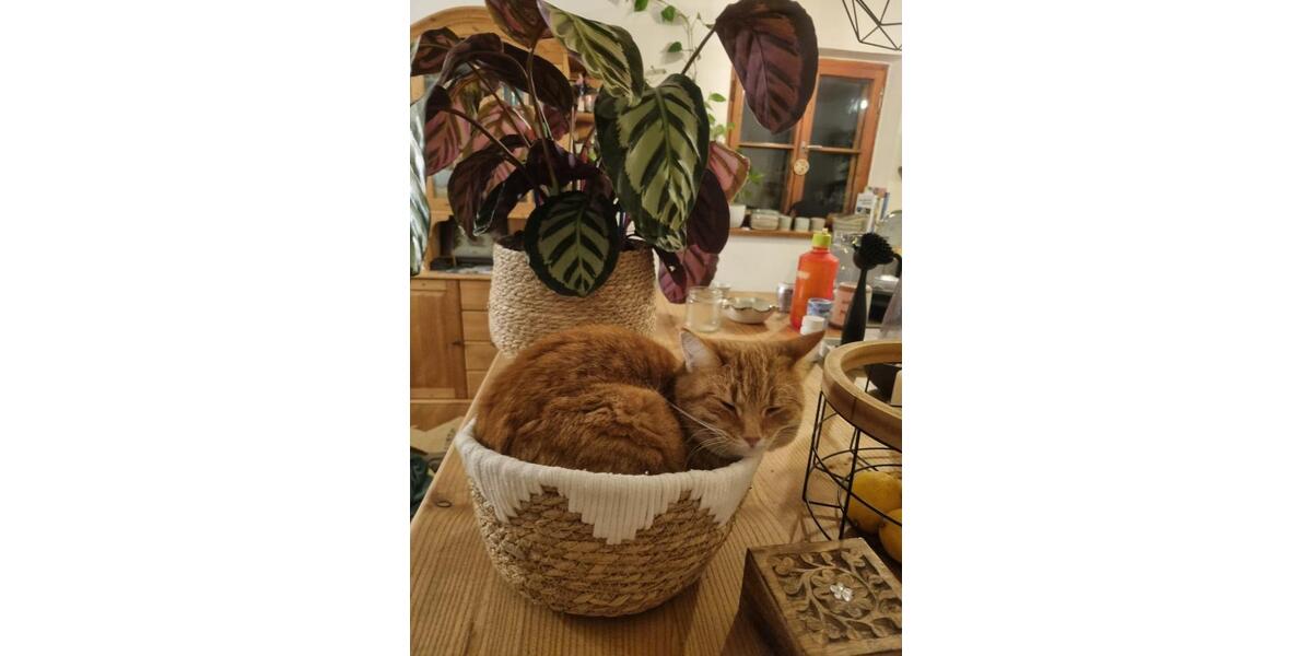 Einfamilienhaus Ainring - 4 Zimmer, 140 m&sup2;, 1.500&euro; | Angebot:25050704