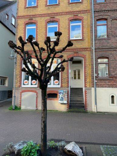 Gewerbeobjekt Sankt Goar St Goar - 218&euro; | Angebot:25732846