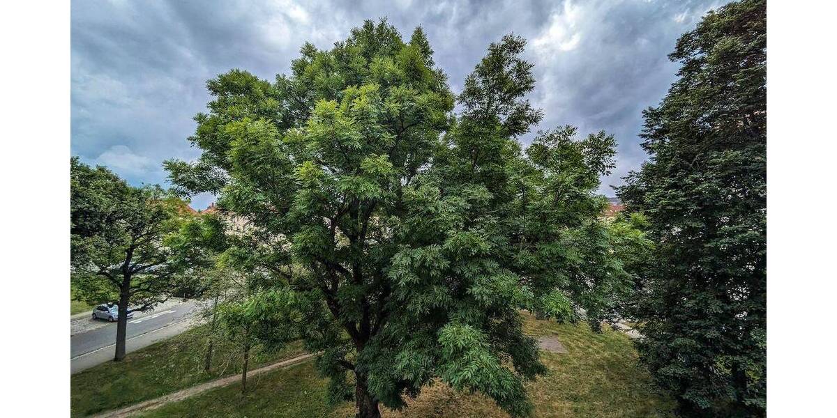 Etagenwohnung Chemnitz Lutherviertel - 3 Zimmer, 60 m&sup2;, 335&euro; | Angebot:26758899