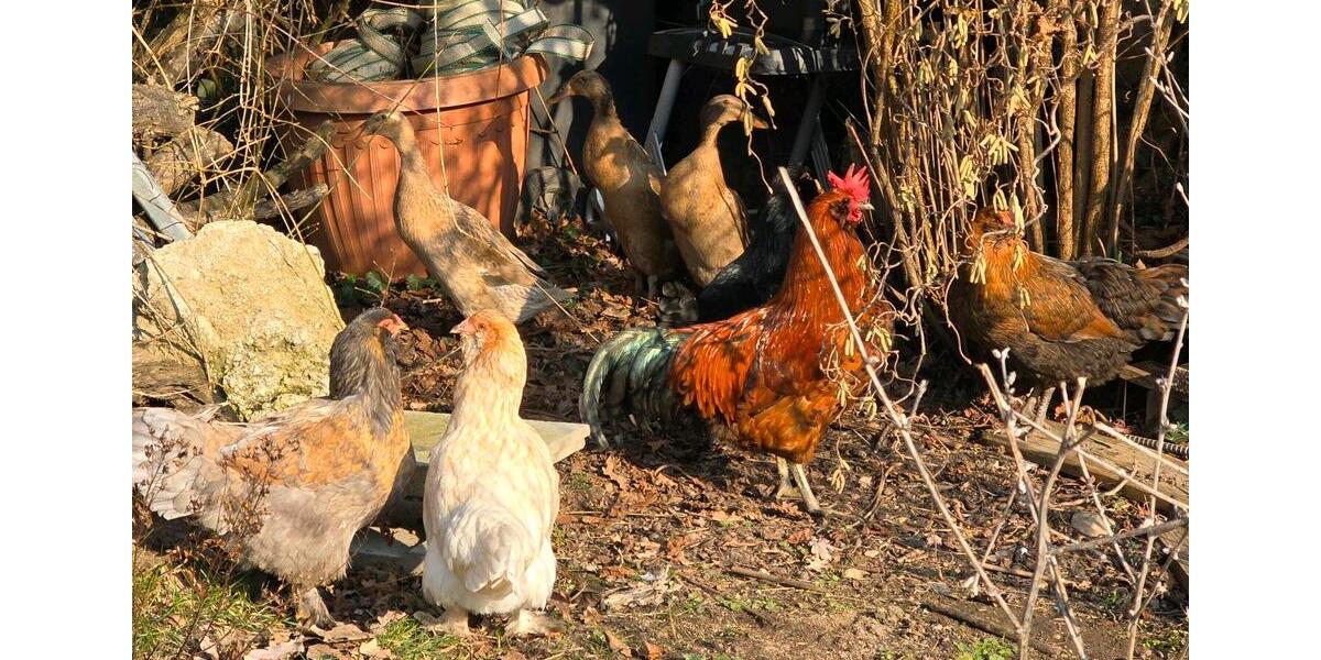 Wohnen auf Zeit Burg - 1 Zimmer, 45 m&sup2;, 58&euro; | Angebot:24747382