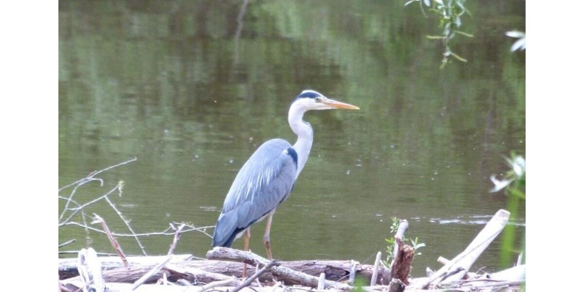 Wohnen auf Zeit Eriskirch - 2 Zimmer, 49 m&sup2;, 72&euro; | Angebot:25697146