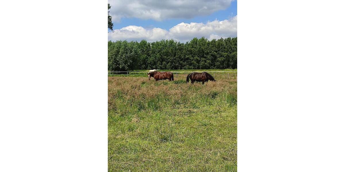 Mehrfamilienhaus, Wohnhaus Hille - 4 Zimmer, 200 m&sup2;, 3.300&euro; | Angebot:24361426