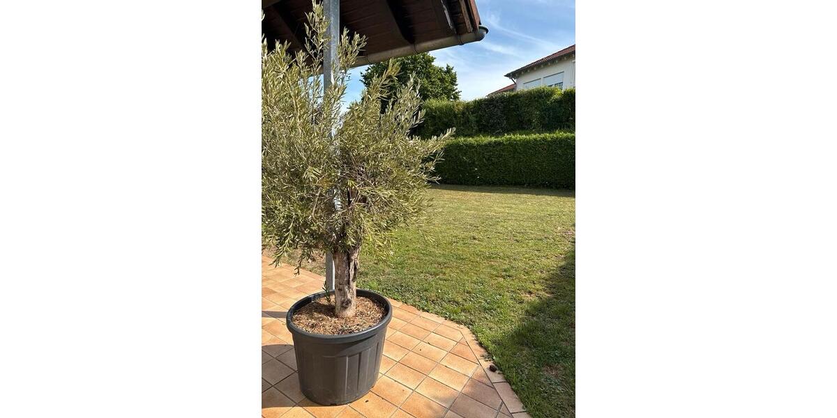 Etagenwohnung Irrel - 6 Zimmer, 171 m&sup2;, 1.400&euro; | Angebot:24997345