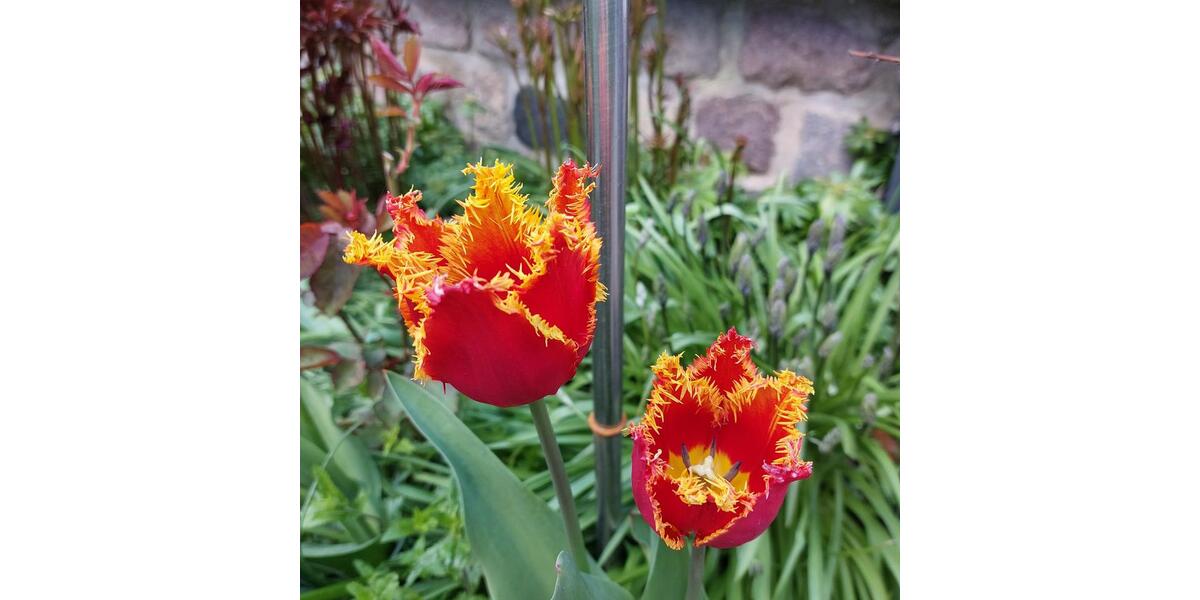 Miniapartment Bad Doberan kl.Küche und Bad, TV, Parkplatz 1 zimmer