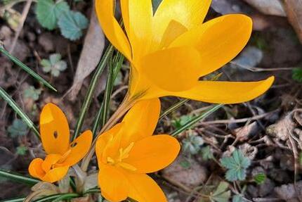 Wohnen auf Zeit Kenzingen - 3 Zimmer, 125 m&sup2;, 1.100&euro; | Angebot:25218234