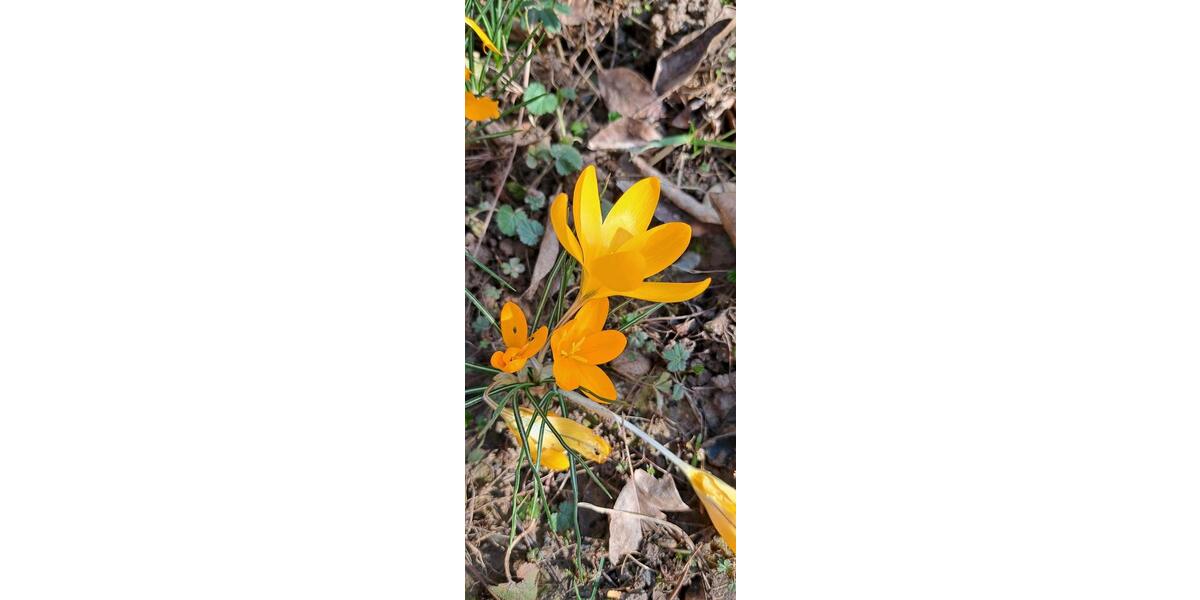 Wohnen auf Zeit Kenzingen - 3 Zimmer, 125 m&sup2;, 1.100&euro; | Angebot:25218234