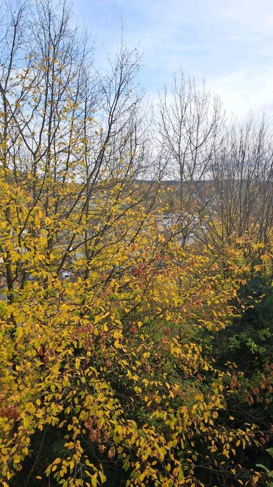 Nachmieter Wohnung Apartment Montabaur Altstadt zimmer