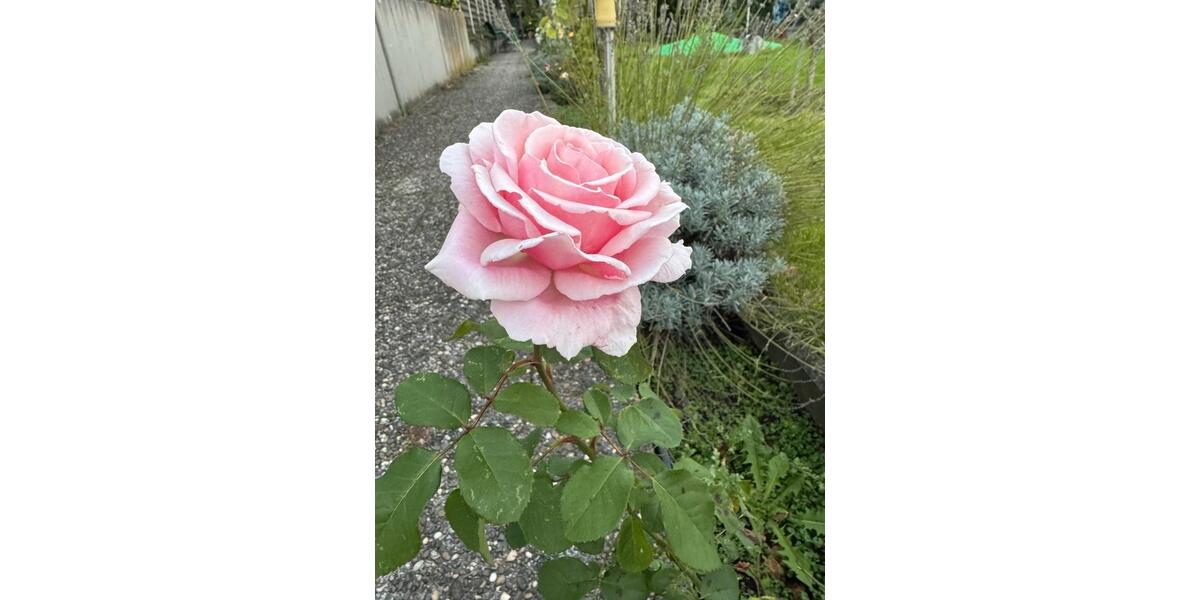 Maisonettenwohnung Mühltal - 4 Zimmer, 25 m&sup2;, 50&euro; | Angebot:24733675