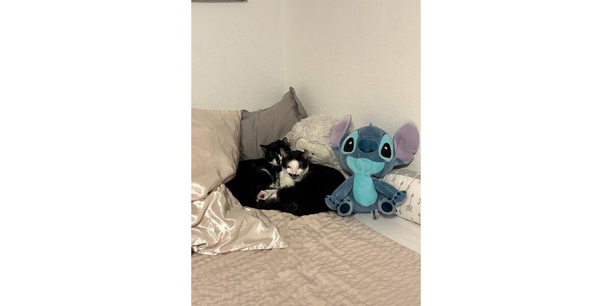 Wohnen auf Zeit Kassel Südstadt - 1 Zimmer, 15 m&sup2;, 400&euro; | Angebot:25931562