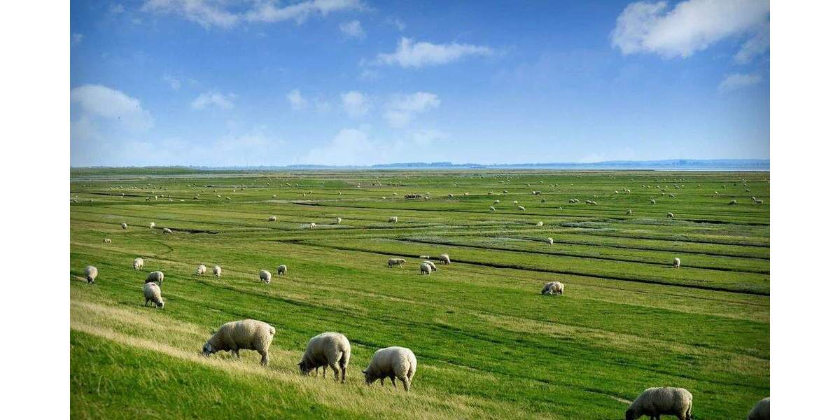 Einfamilienhaus Emmelsbüll-Horsbüll Horsbüll - 7 Zimmer, 275 m&sup2;, 2.150&euro; | Angebot:25689307