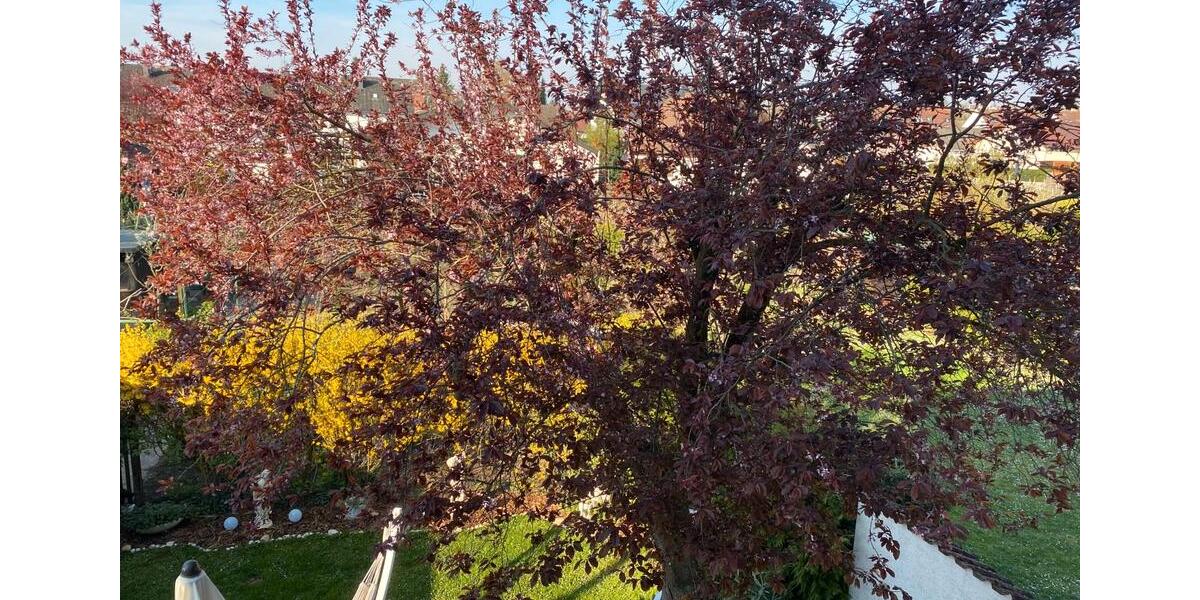 Etagenwohnung Oestrich-Winkel Winkel - 2 Zimmer, 80 m&sup2;, 750&euro; | Angebot:26578827