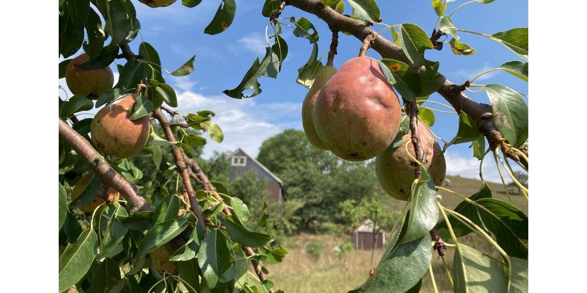 Erdgeschoßwohnung Klingenberg - 1 Zimmer, 40 m&sup2;, 200&euro; | Angebot:25311292