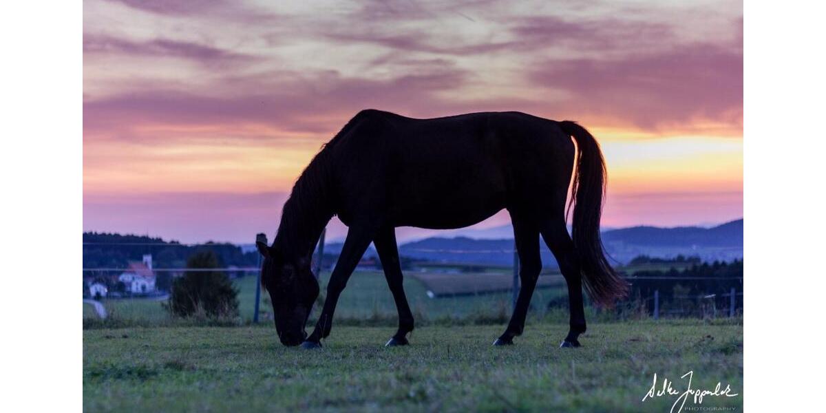 Etagenwohnung Jandelsbrunn - 2 Zimmer, 55 m&sup2;, 350&euro; | Angebot:25404610
