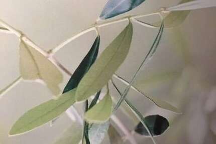 Wohnung zum Mieten in Dieburg 495 € 24 m² 1 zimmer