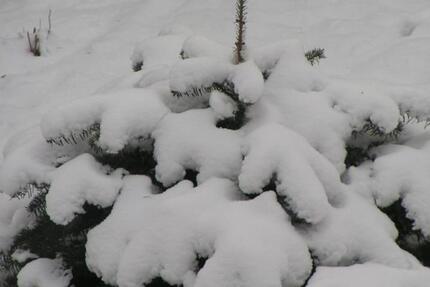 3-Zi.-Wohnung Gerwisch (Dbl. 45) in Kürze bezugsfrei 3 zimmer