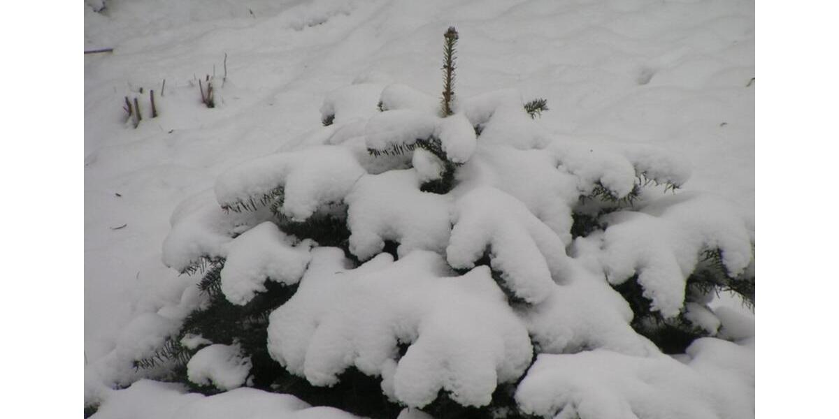 3-Zi.-Wohnung Gerwisch (Dbl. 45) in Kürze bezugsfrei 3 zimmer