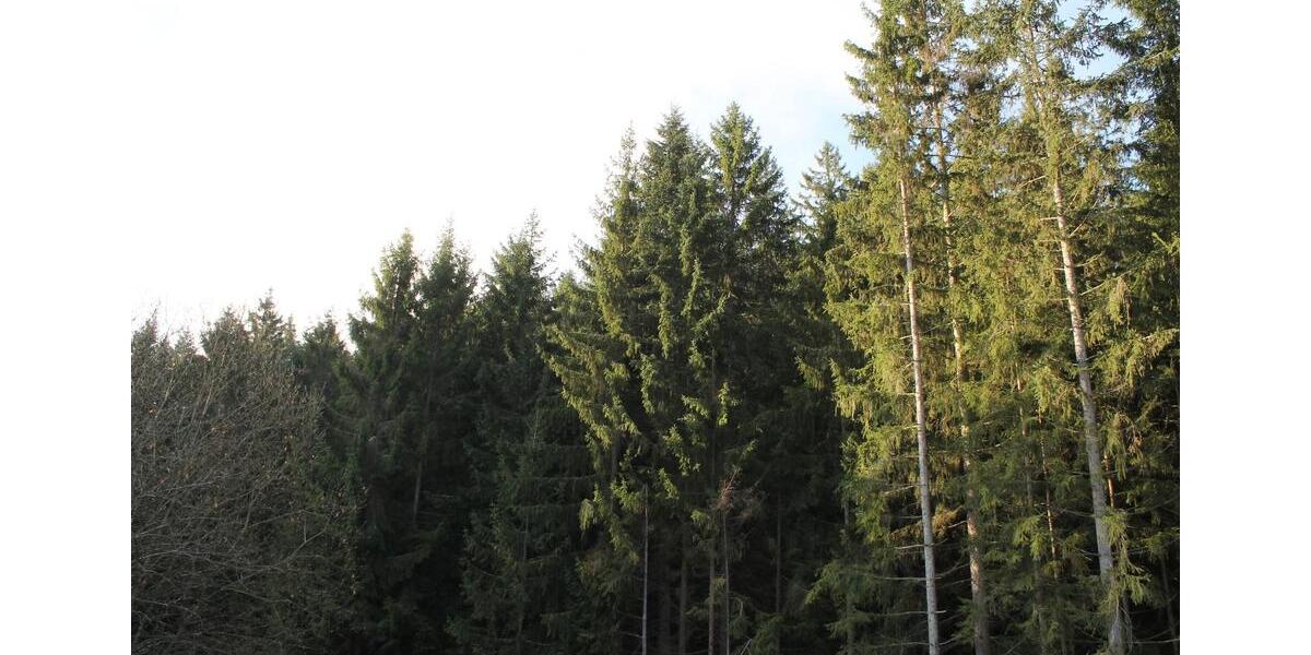 am Waldrand gelegene, ruhige 2,5 Zimmerwohnung - ohne Nachzahlung 2 zimmer