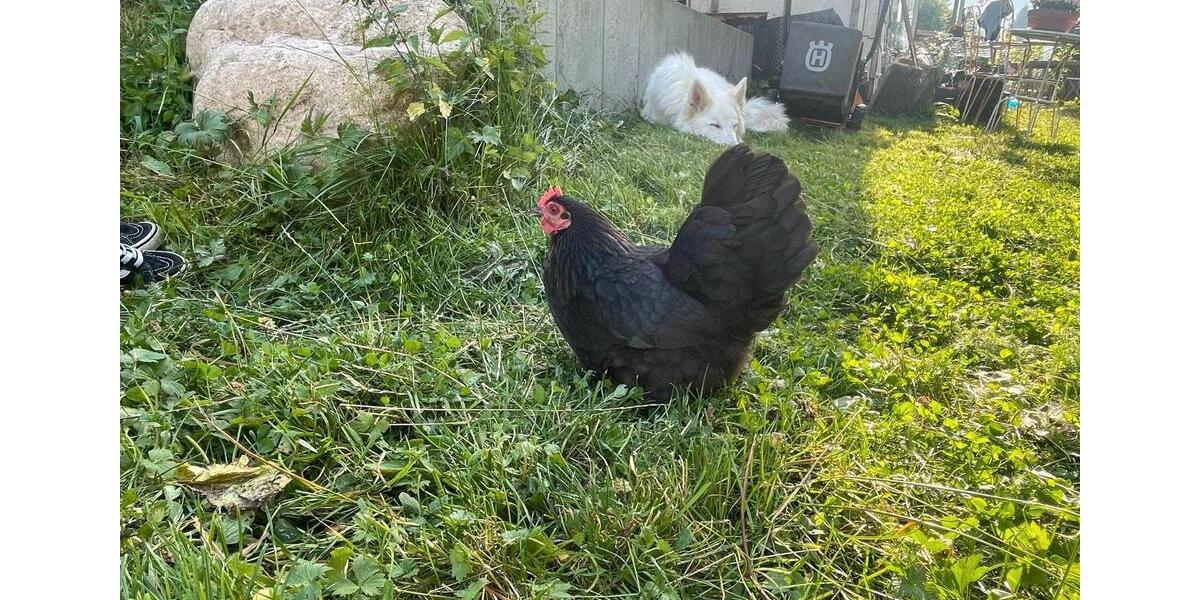 Wohnen auf Zeit Feldberg (Schwarzwald) - 1 Zimmer, 20 m&sup2;, 520&euro; | Angebot:25677526