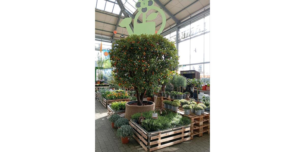 Etagenwohnung Zerf - 1 Zimmer, 18 m&sup2;, 33&euro; | Angebot:25161103