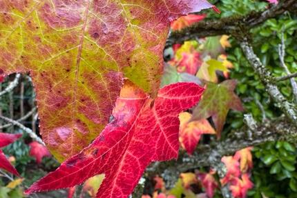 REH Langenfeld-Reusrath ab 0326 4 zimmer