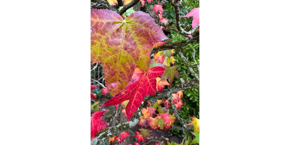 REH Langenfeld-Reusrath ab 0326 4 zimmer