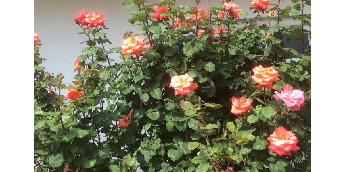 Einfamilienhaus Minden Kuhlenkamp - 5 Zimmer, 170 m&sup2;, 1.700&euro; | Angebot:25967737