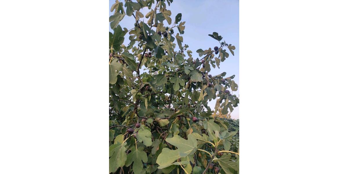 Einfamilienhaus Schwanau - 6 Zimmer, 146 m&sup2;, 1.500&euro; | Angebot:24708330