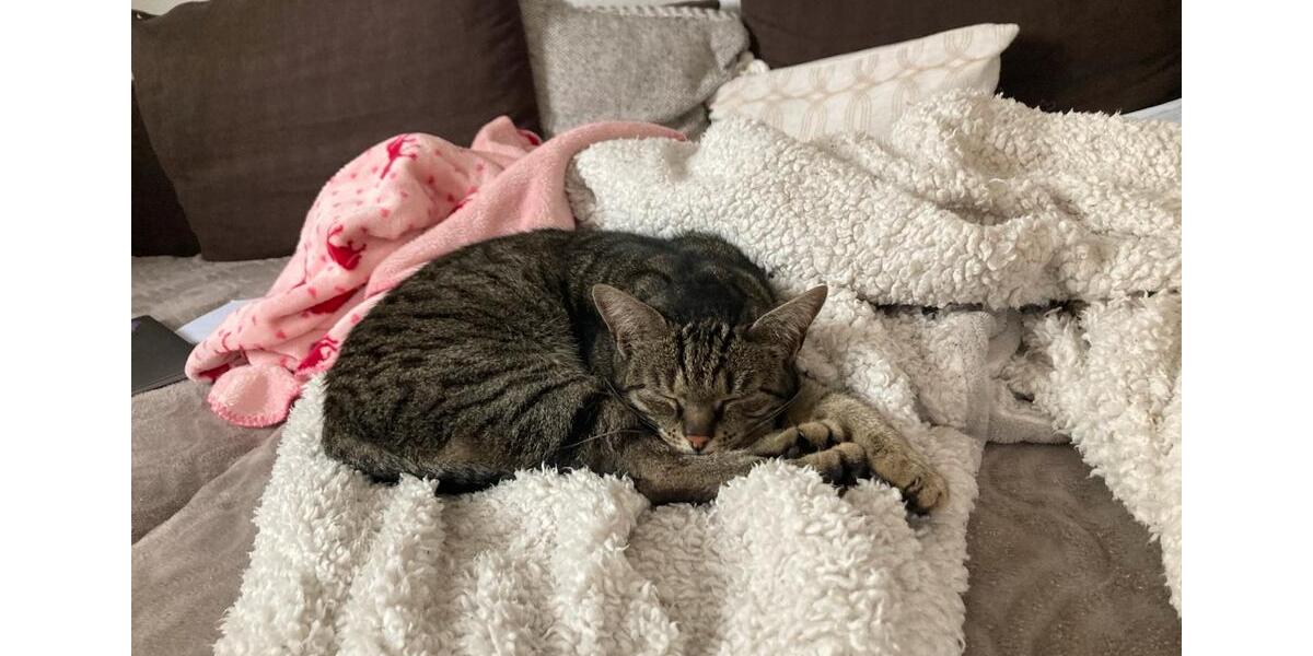 Erdgeschoßwohnung Annweiler am Trifels - 2 Zimmer, 60 m&sup2;, 550&euro; | Angebot:24867200