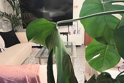 Wohnen auf Zeit Alsdorf - 3 Zimmer, 92 m&sup2;, 450&euro; | Angebot:25963301