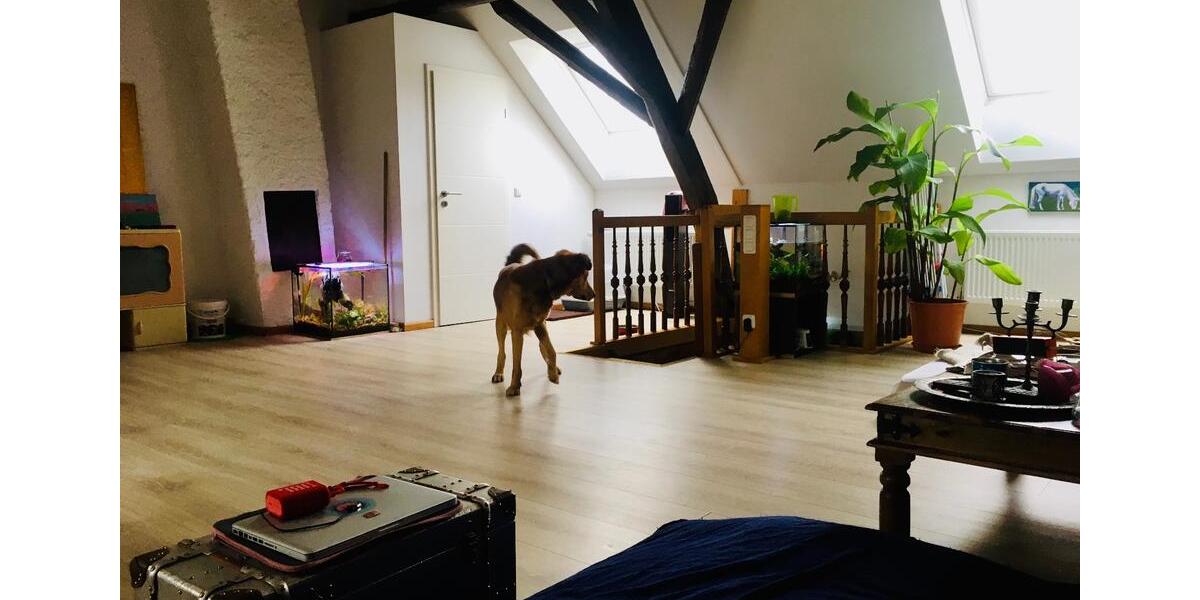 Geräumiges Dachgeschoss in tierfreundlichem Haus mit Garten 1 zimmer