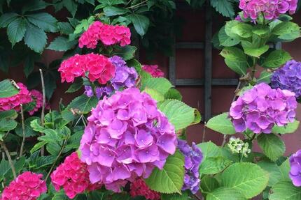 Frauen WG- Zimmer 1 zimmer