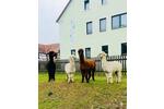 Wohnen auf Zeit Bobritzsch-Hilbersdorf Hilbersdorf - 1 Zimmer, 25 m&sup2;, 550&euro; | Angebot:26672236