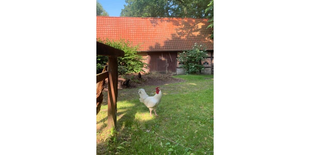 Dachgeschoßwohnung Bücken - 1 Zimmer, 43 m&sup2;, 495&euro; | Angebot:26220574