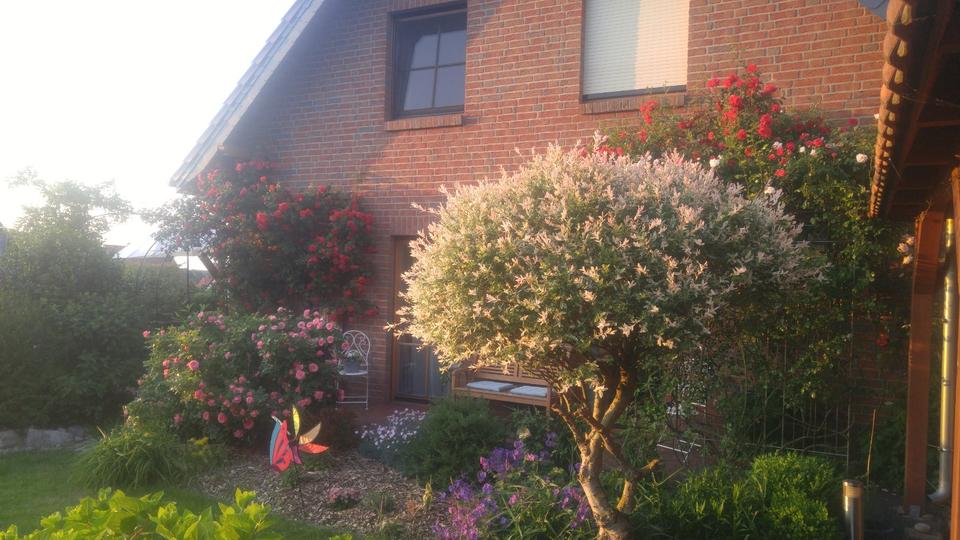 Einfamilienhaus Neetze - 5 Zimmer, 135 m&sup2;, 1.700&euro; | Angebot:25088905