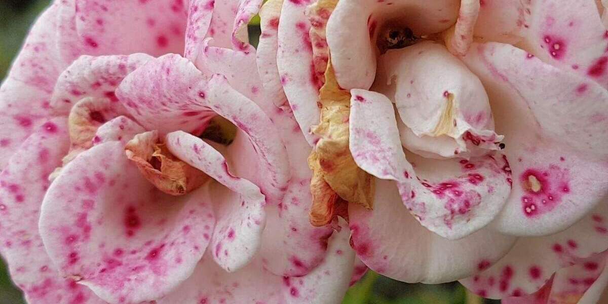 Etagenwohnung Duisburg Kaßlerfeld - 2 Zimmer, 66 m&sup2;, 590&euro; | Angebot:25278806