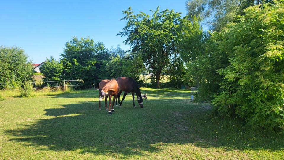 Bauernhaus, Landhaus Münchsmünster - 5 Zimmer, 160 m&sup2;, 1.820&euro; | Angebot:25958704