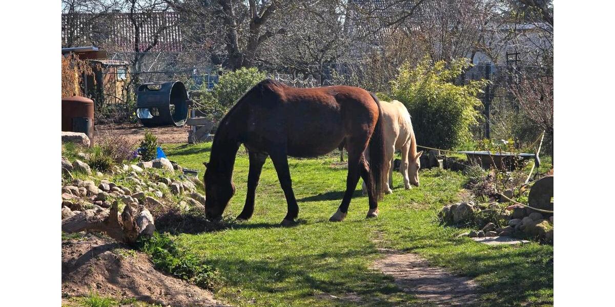 Wohnen auf Zeit Burg - 1 Zimmer, 45 m&sup2;, 40&euro; | Angebot:24747382