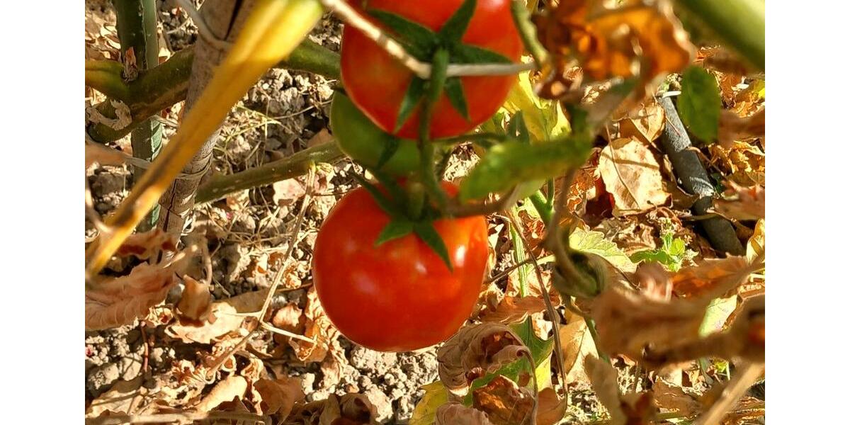 Wohnen auf Zeit Bad Salzuflen - 1 Zimmer, 14 m&sup2;, 810&euro; | Angebot:26250590