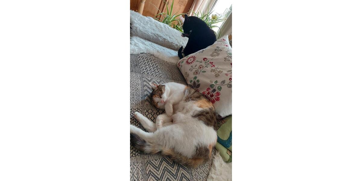 Wohnen auf Zeit Köln Porz - 1 Zimmer, 16 m&sup2;, 480&euro; | Angebot:25153194