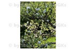 BIGKs - Schleusingen: 3 Raumwohnung mit großem Garten - inkl. Kücheneinrichtung, Duschbad (-;) - 3- Schleusingen Schleusingen | Angebot:26926253