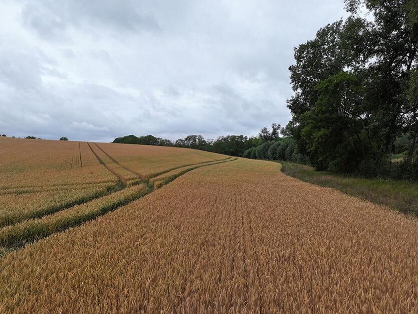 Kompakte Ackerfläche für Jedermann bei Halle (Saale) - ca. 1330 m² zimmer