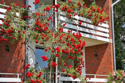 Wohnung Wangerland - 3 Zimmer, 86 m&sup2;, 1.000&euro; | Angebot:25782087