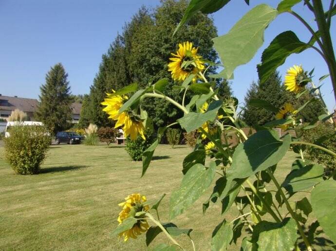 Etagenwohnung Recklinghausen König-Ludwig - 2 Zimmer, 45 m&sup2;, 330&euro; | Angebot:24871391