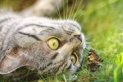 Wohnung Berlin Wilmersdorf - 3 Zimmer, 105 m&sup2;, 1.416&euro; | Angebot:26189555