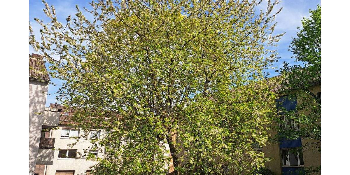 Etagenwohnung Duisburg Altstadt - 2 Zimmer, 67 m&sup2;, 550&euro; | Angebot:26161960