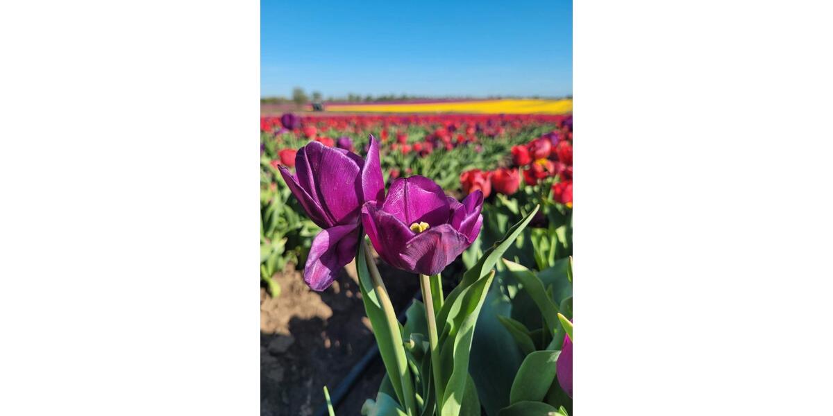 Dachgeschoßwohnung Sülzetal - 2 Zimmer, 67 m&sup2;, 402&euro; | Angebot:26629520