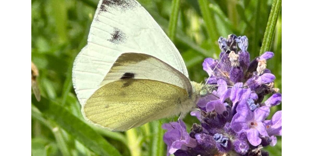 Erdgeschoßwohnung Ulm Obertalfingen - 1 Zimmer, 47 m&sup2;, 1.000&euro; | Angebot:25725041