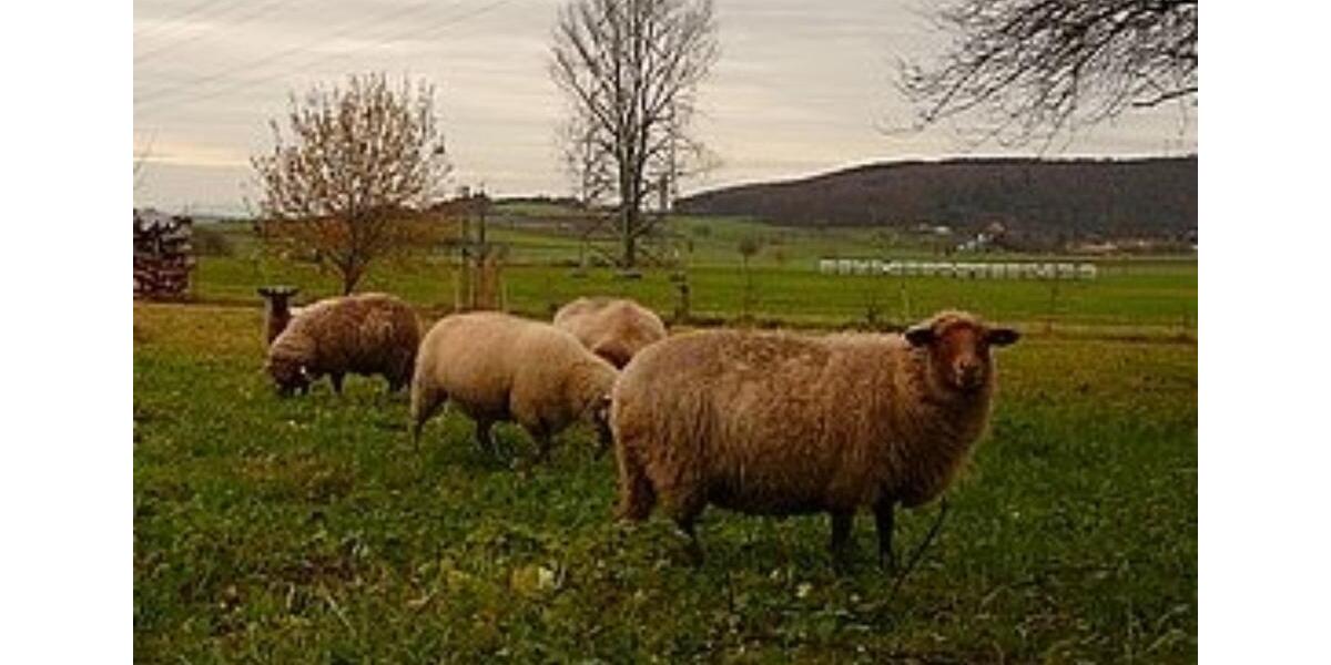 Mini Hofgemeinschaft mit Schafen 4 zimmer
